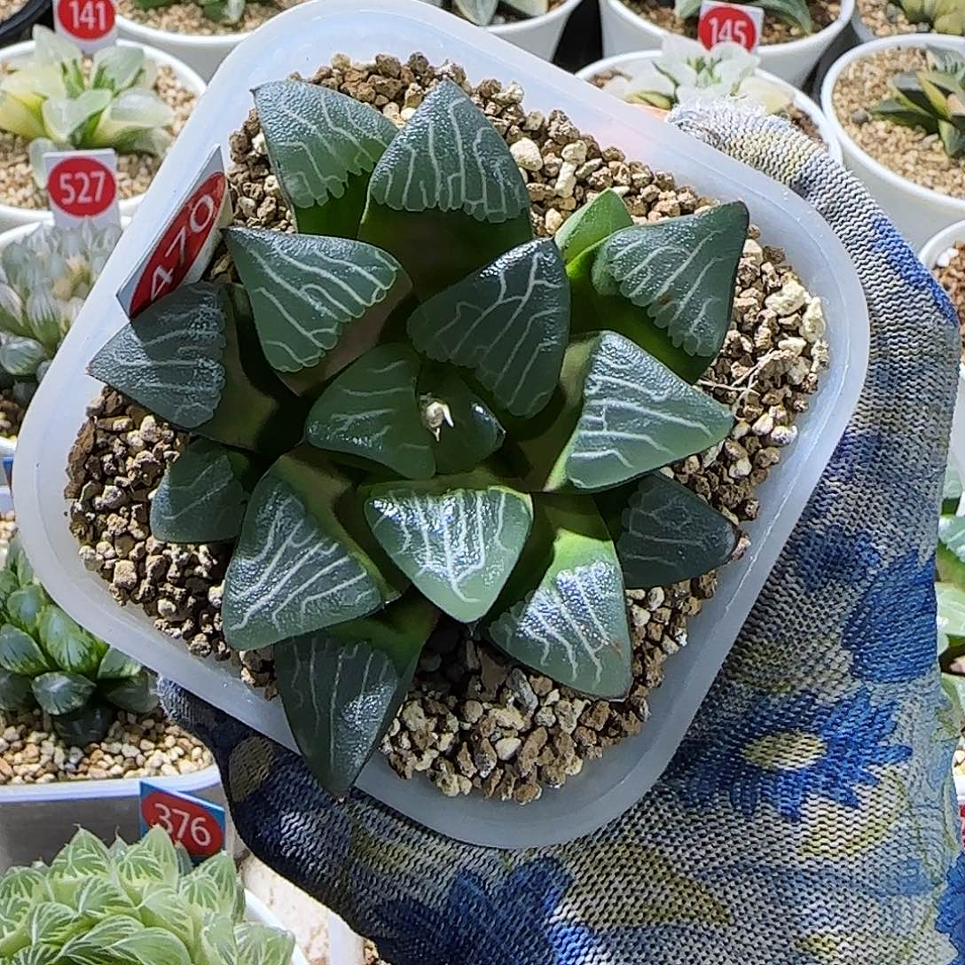 470号实生克优选孤品 8 厘米左右一物一拍带盆发货