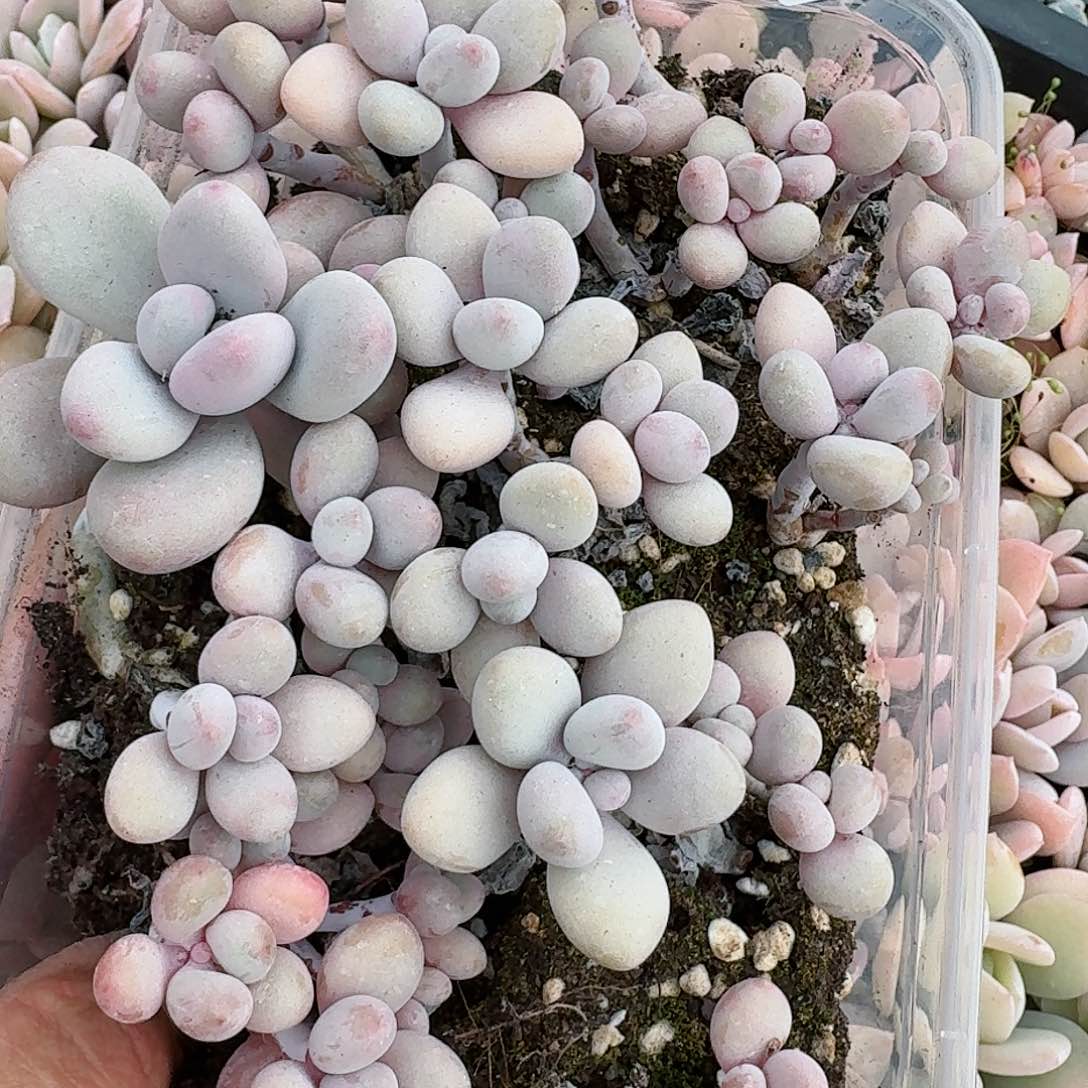 杂交新品珍妮多肉42