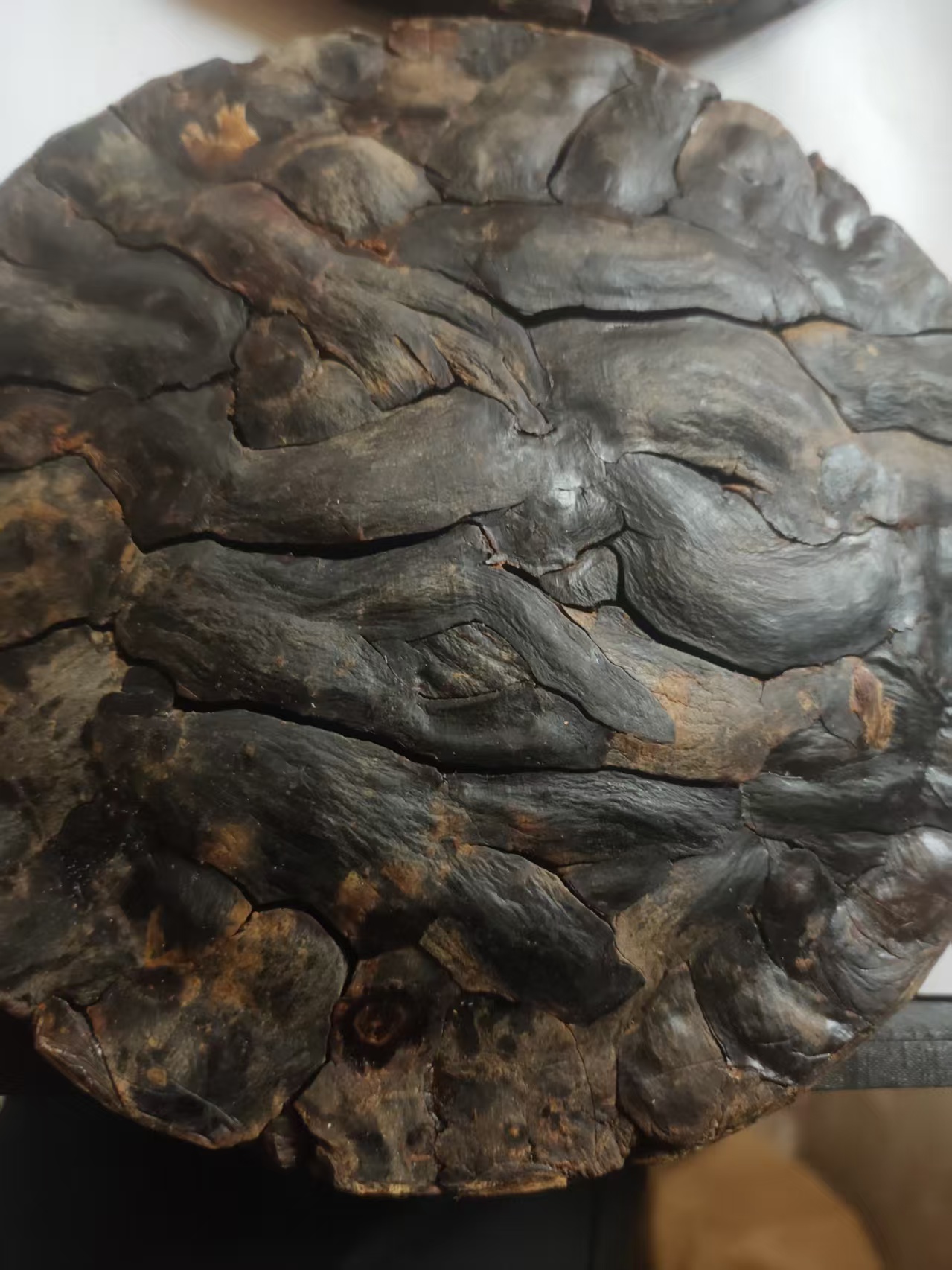 1【百-年-天-王-黑-参】净含量：500-2000g【小田现收】