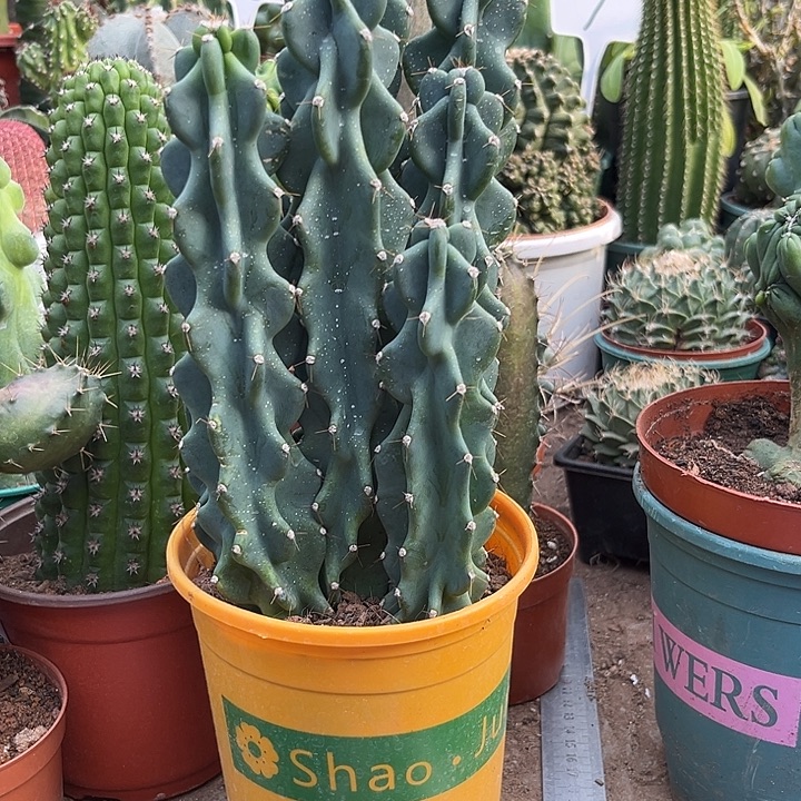 群生多头像退柱一物一拍