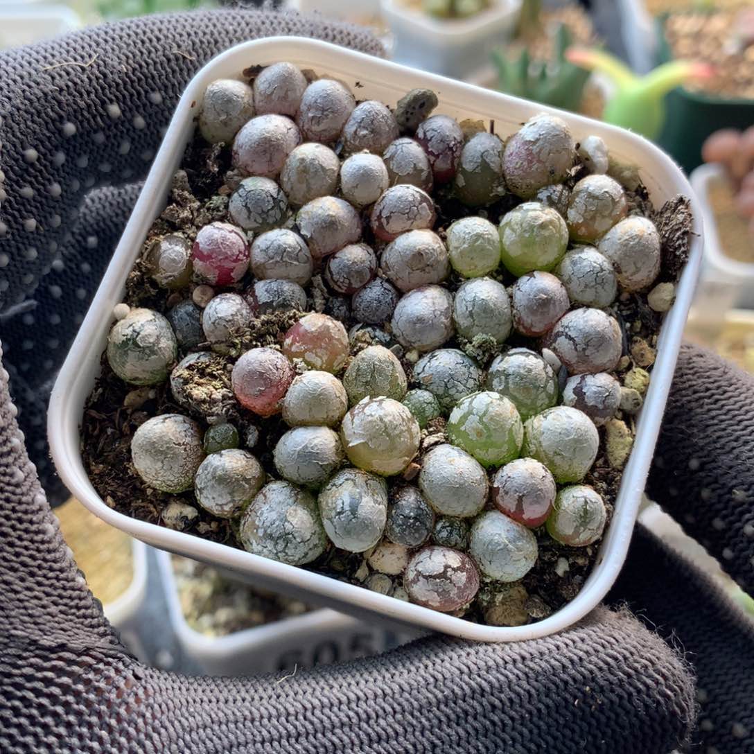 309号灯泡福利一盆