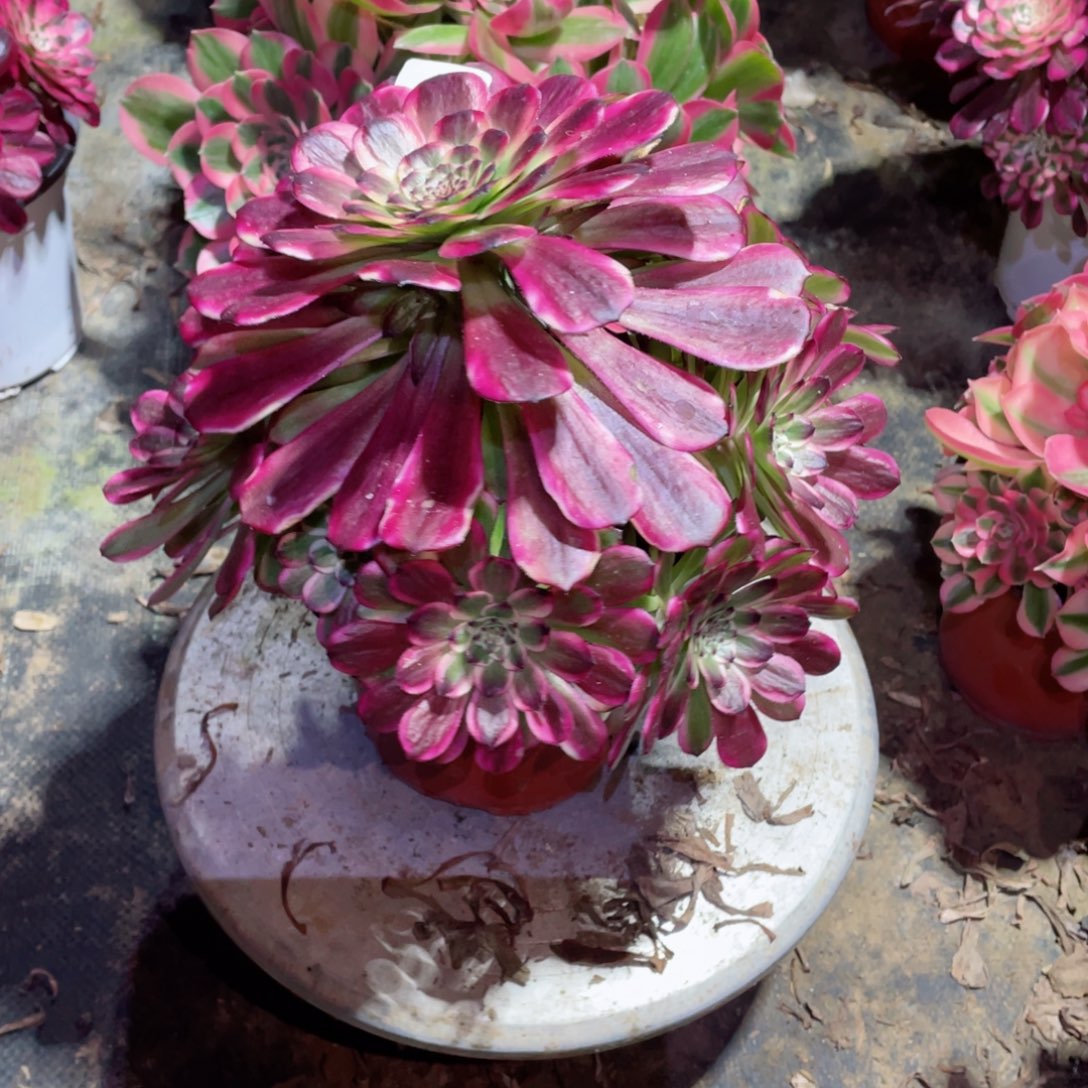 多肉植物维纳斯159