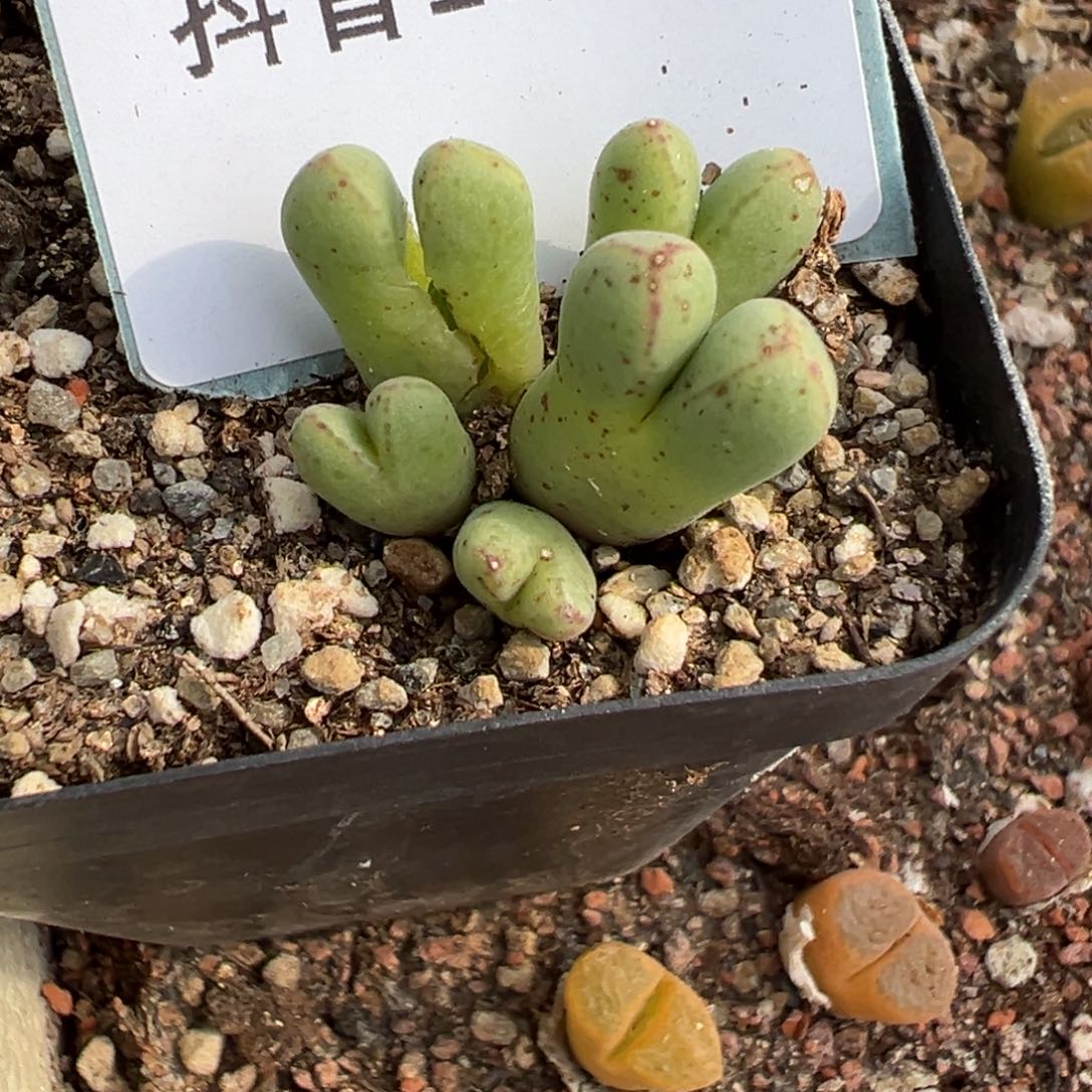 17-26肉锥多肉植物，