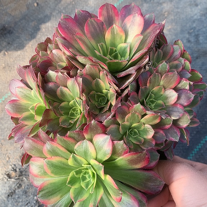 858安娜多肉植物