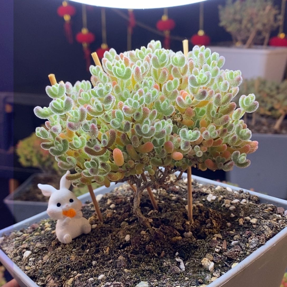 89号优选冰晶（造型桩）