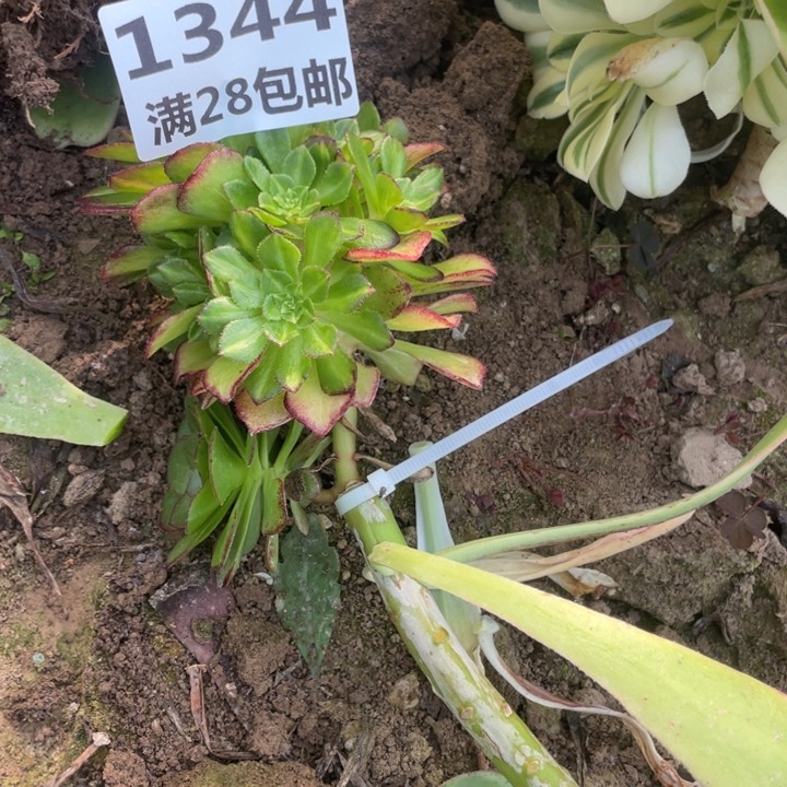 1344三号棚海王七彩