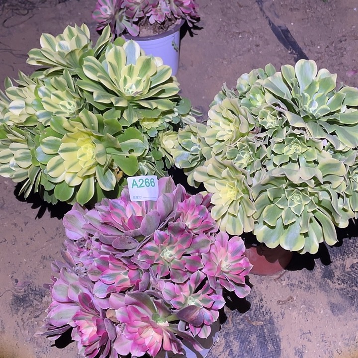 多肉植物断枝不包266法师3颗