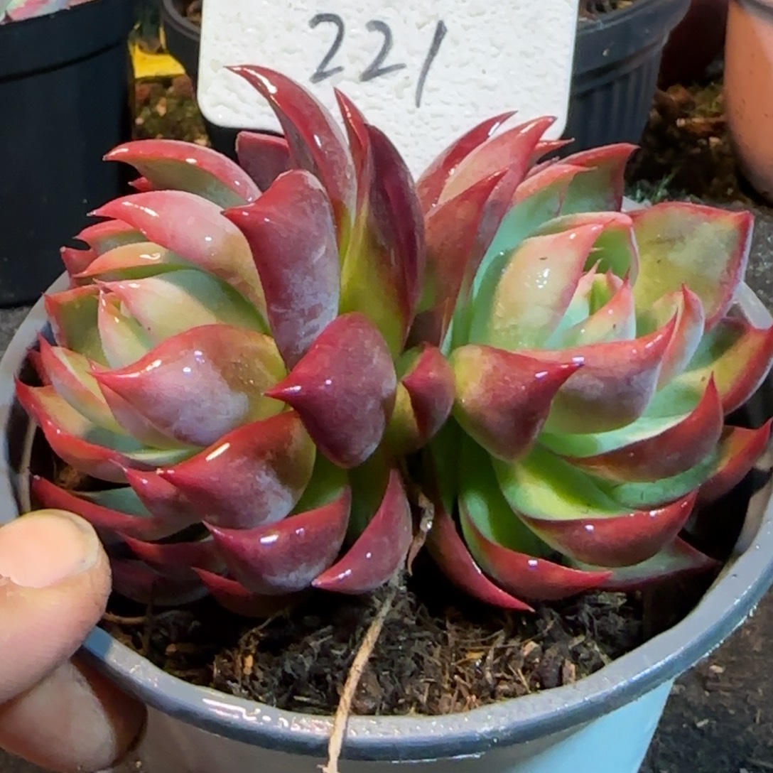 惊鸿一物一拍包装收缩花旱221