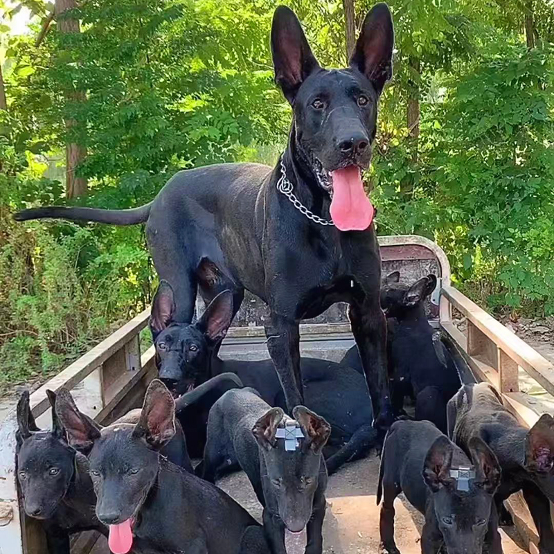 【兵哥犬业】墨界黑狼犬幼犬出售狗狗纯种高级宠物大型护卫犬活体狗