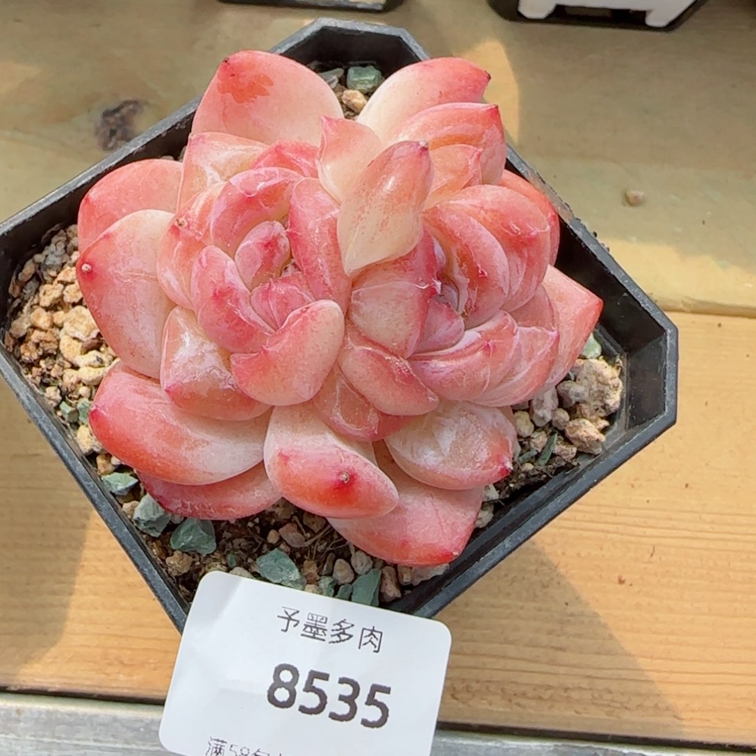 雪塔，8535多肉植物