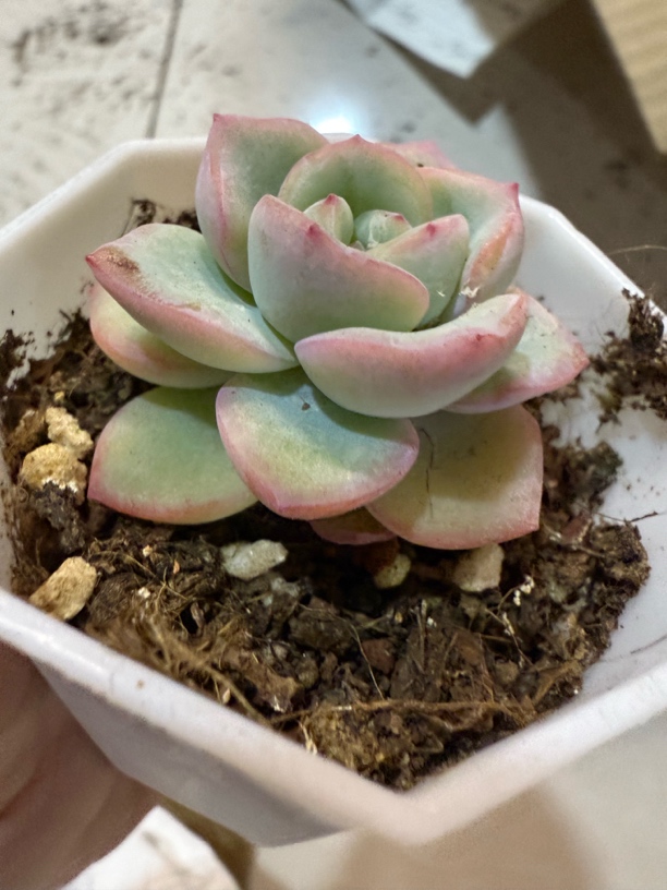 满9.9包邮 麦秆女王多肉植物