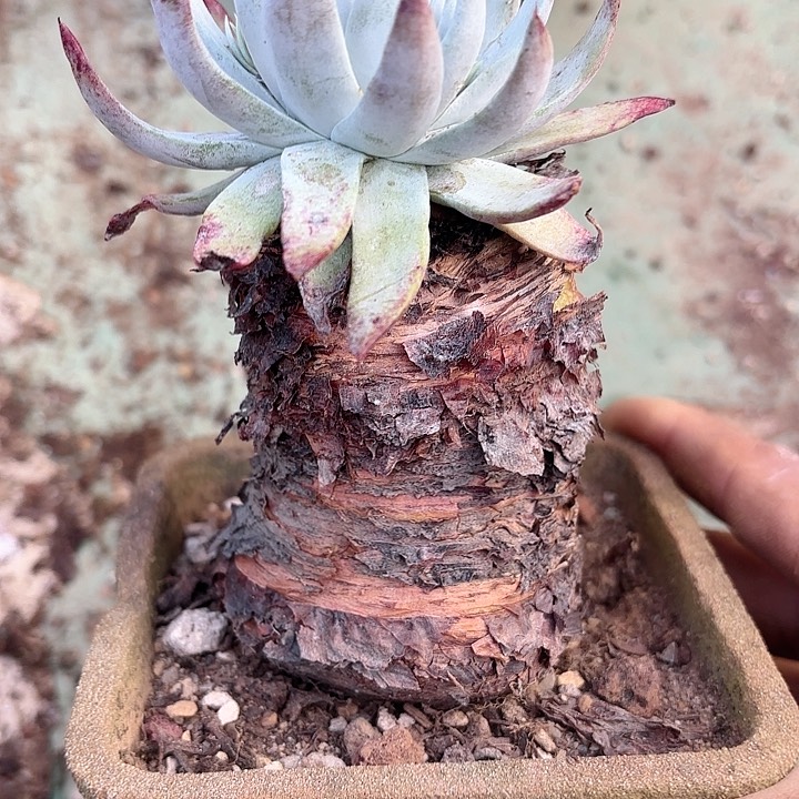 仙女杯多肉植物提取