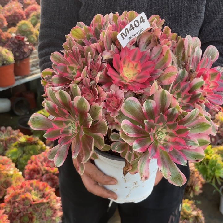 瑞妈，。。。。。。404男神，