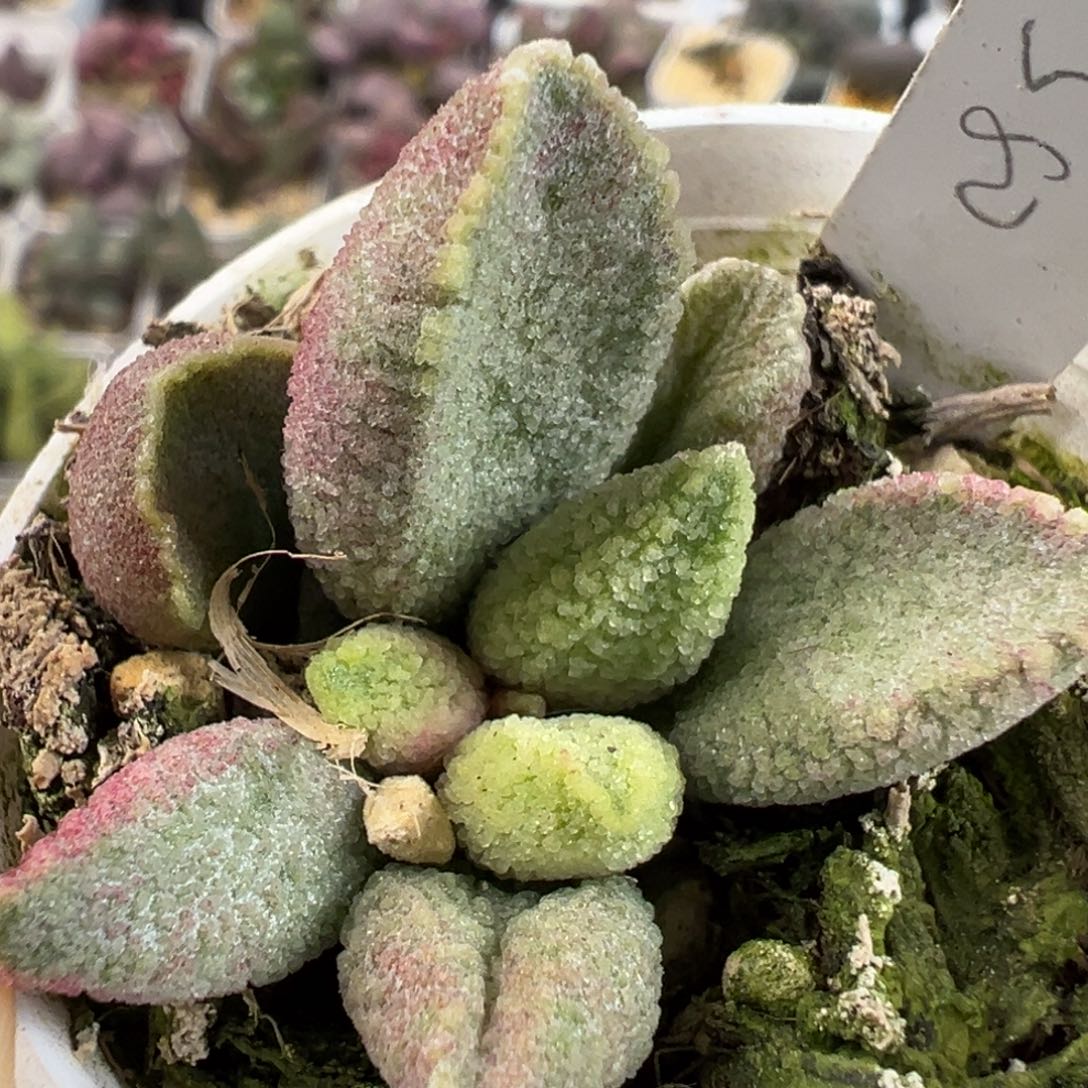 实生新品冰晶款多肉植物