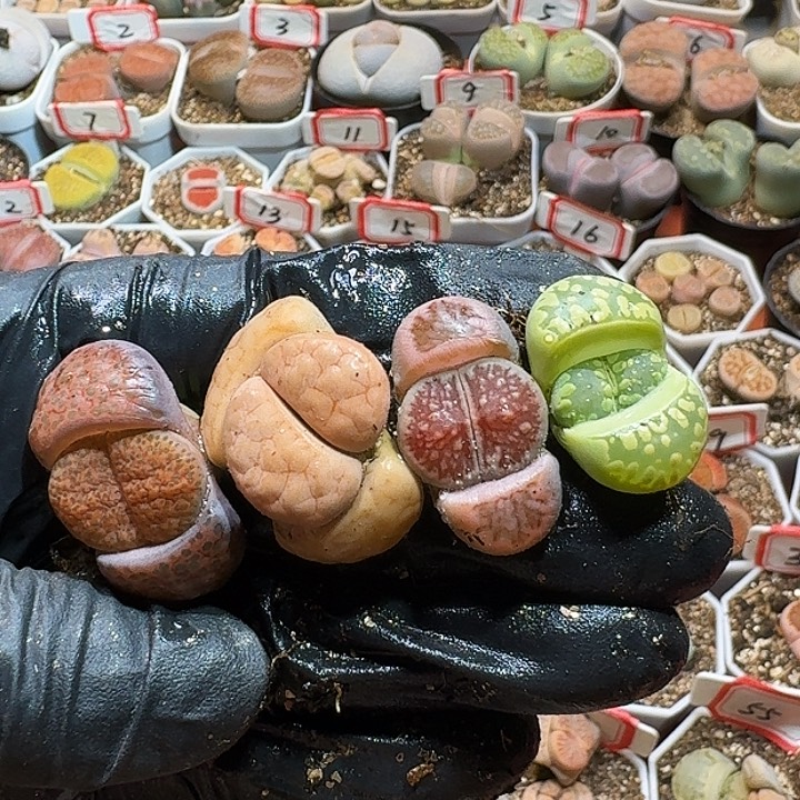 生石花23:：：：。 380