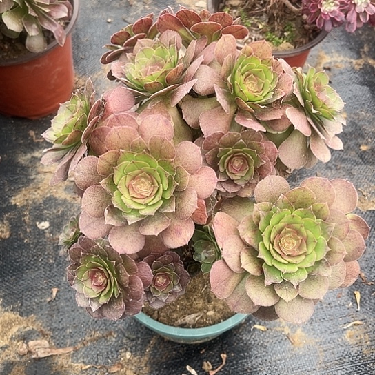 多肉植物万缀朵朵19