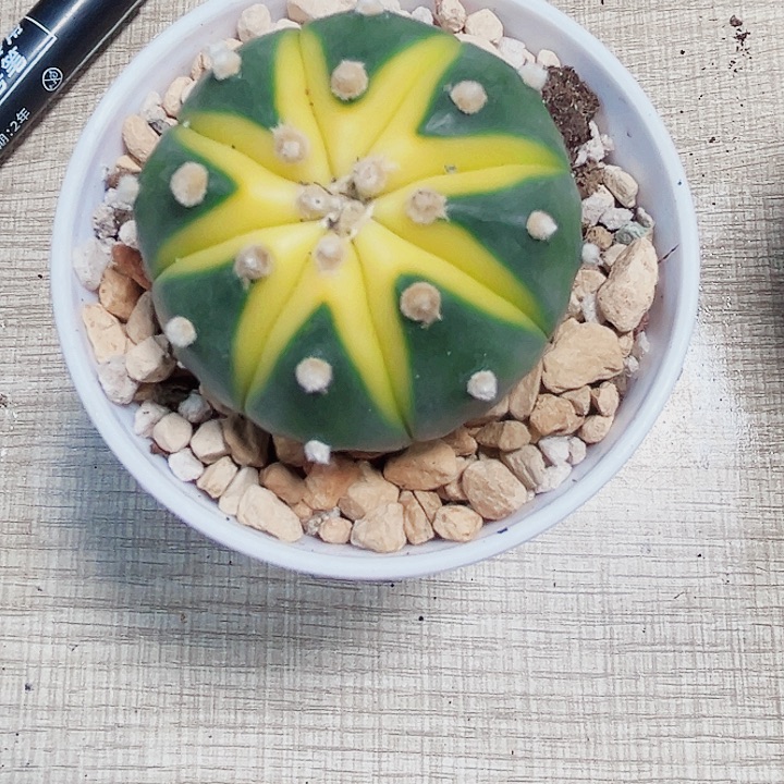 星兜锦多肉植物6666