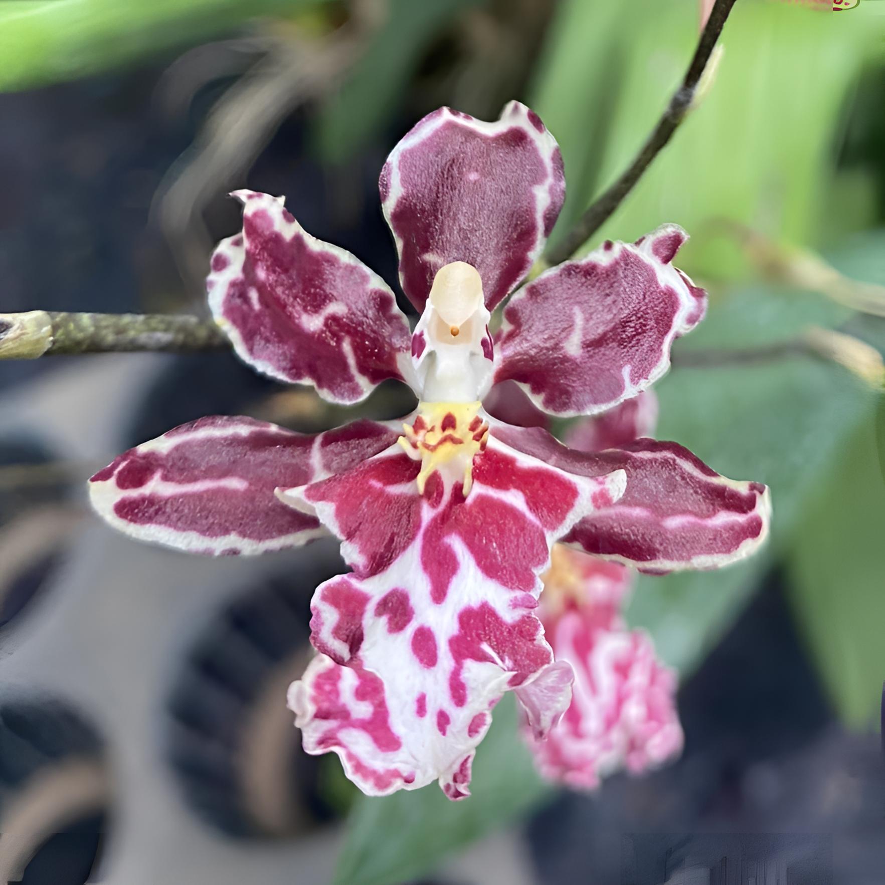 文心兰甜红豆 玫瑰甜香味 粉色豹纹花型 多苗带花剑 露天苗叶微黄