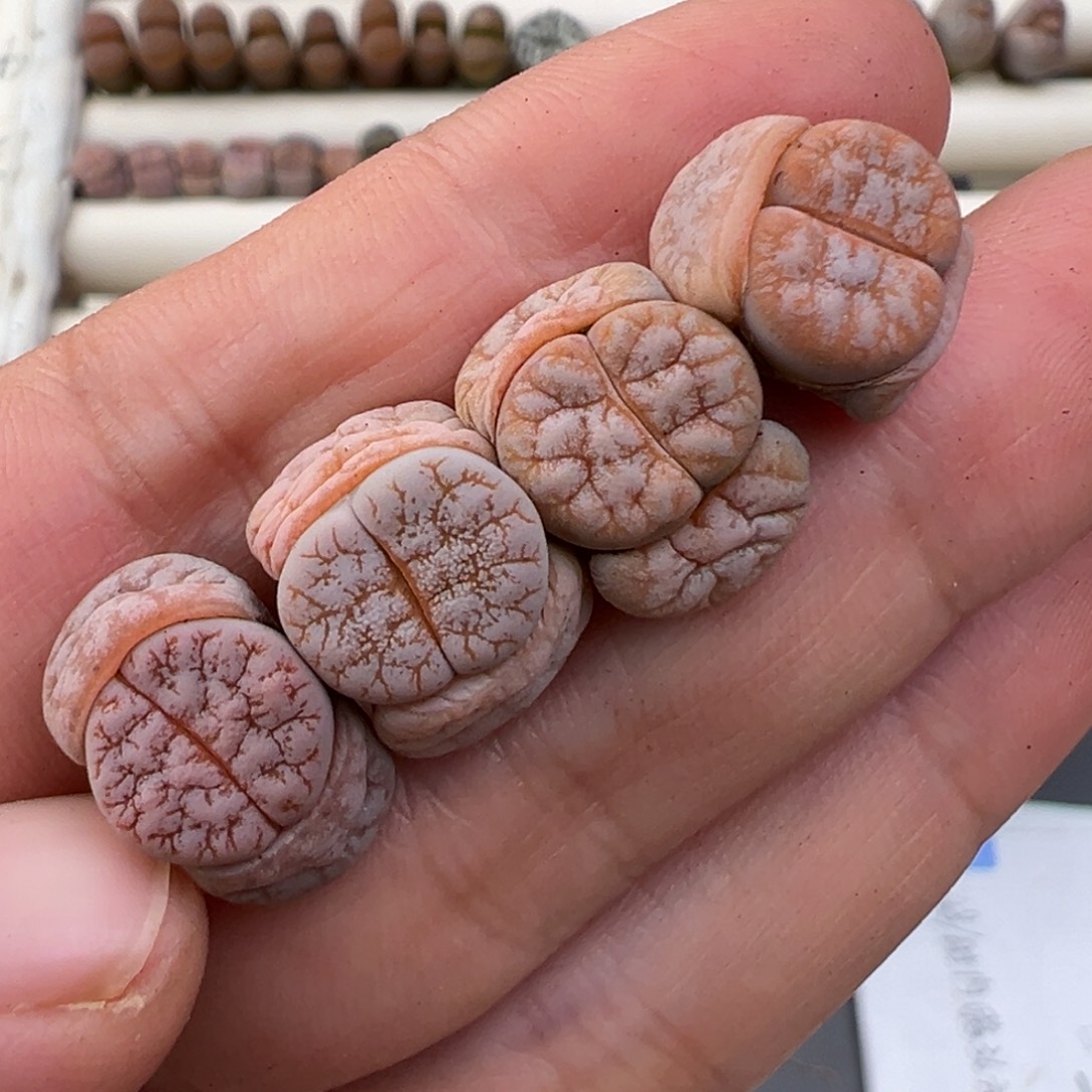 12.31好看的多肉脱土发货050