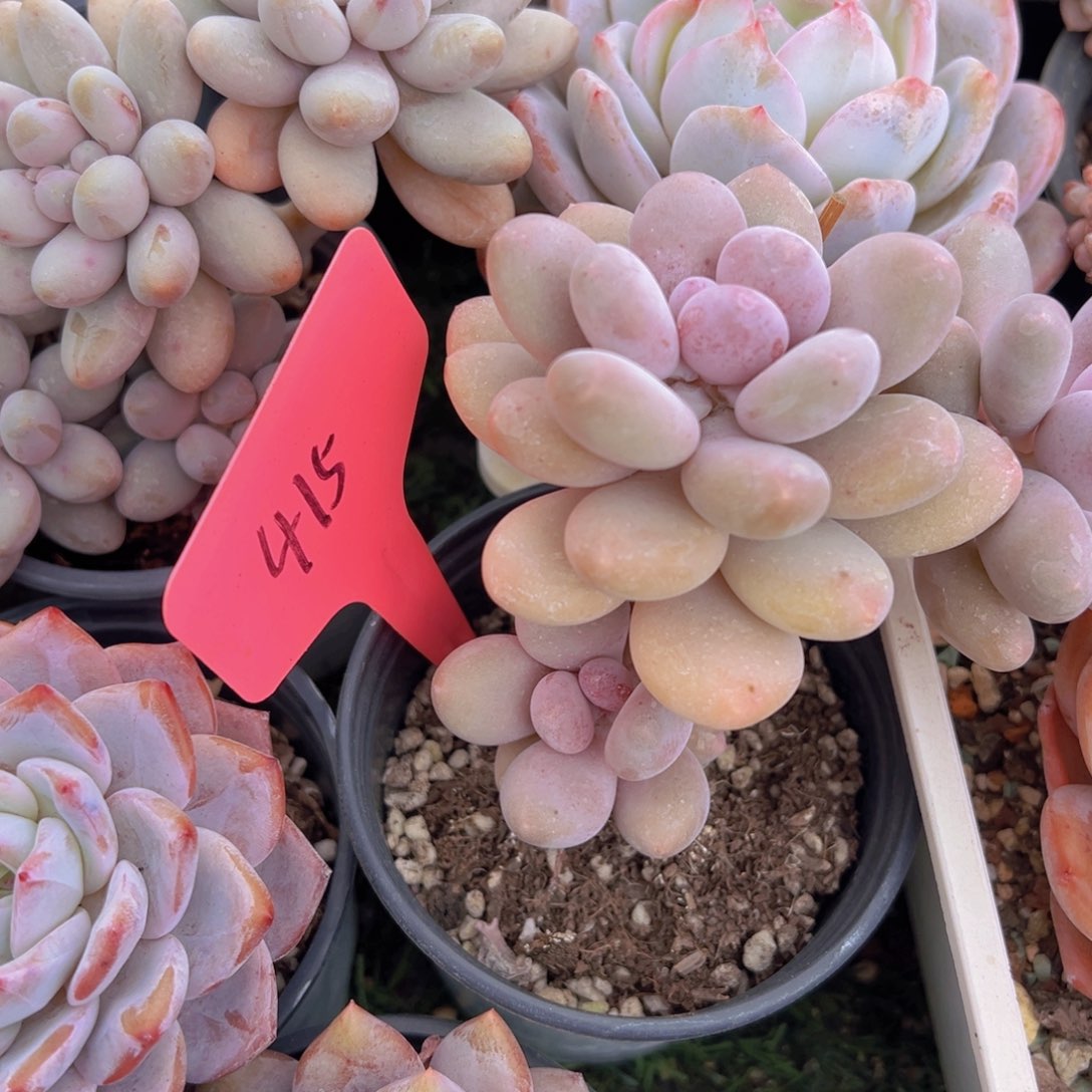 香玉的故事是一个人的故事