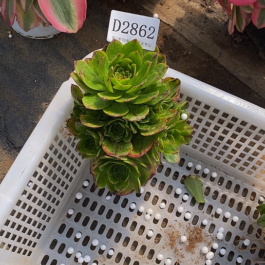 2862绿魔多肉法师锦