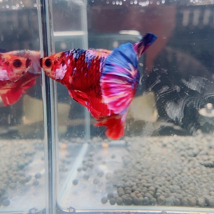 斗鱼黑39号巨否将军