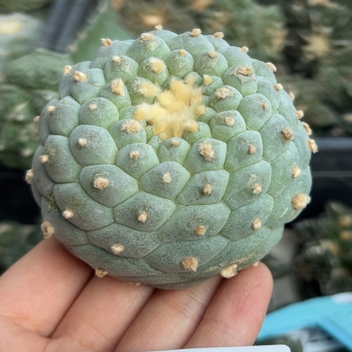 258 无根 仙人球的故事