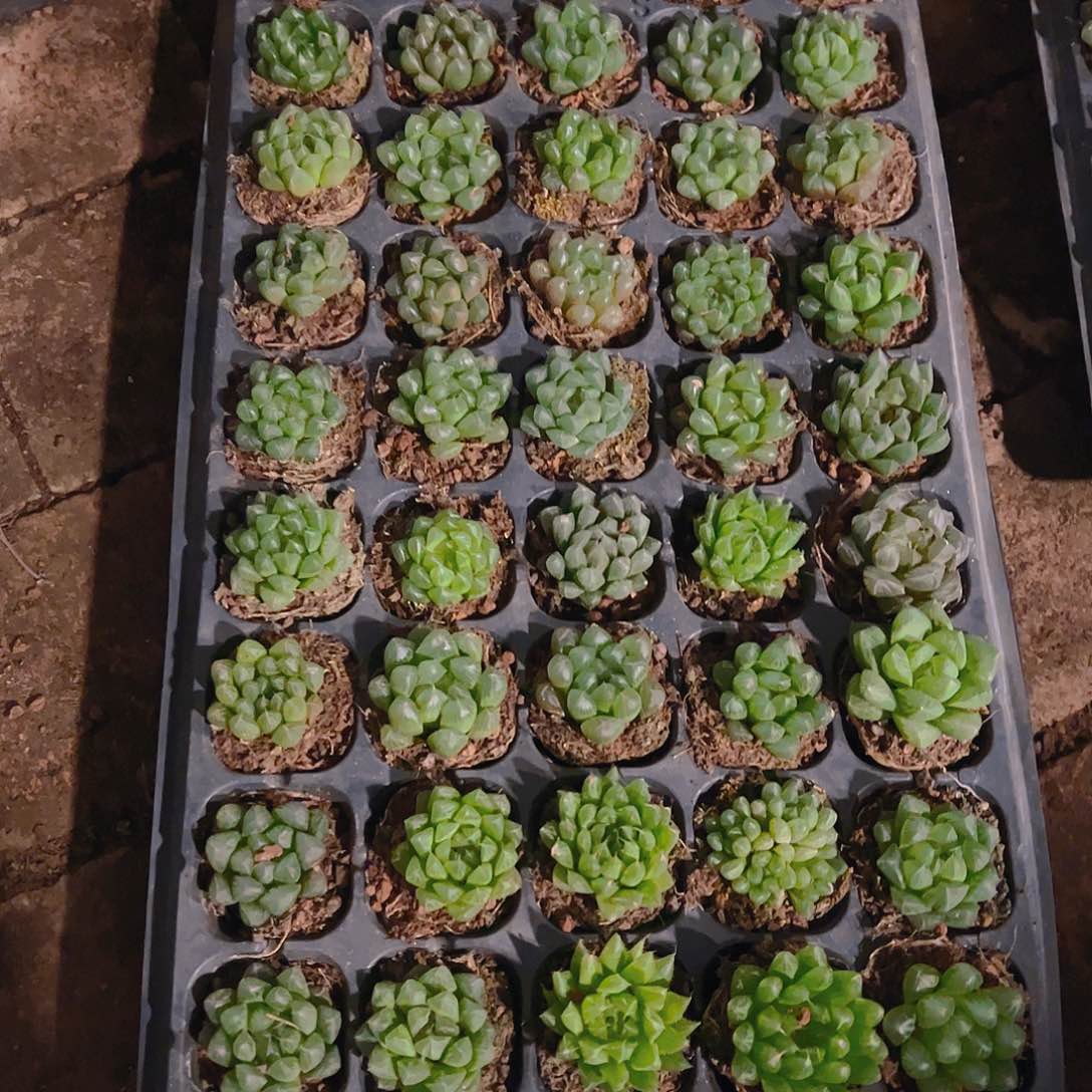 直播福利一物一拍162