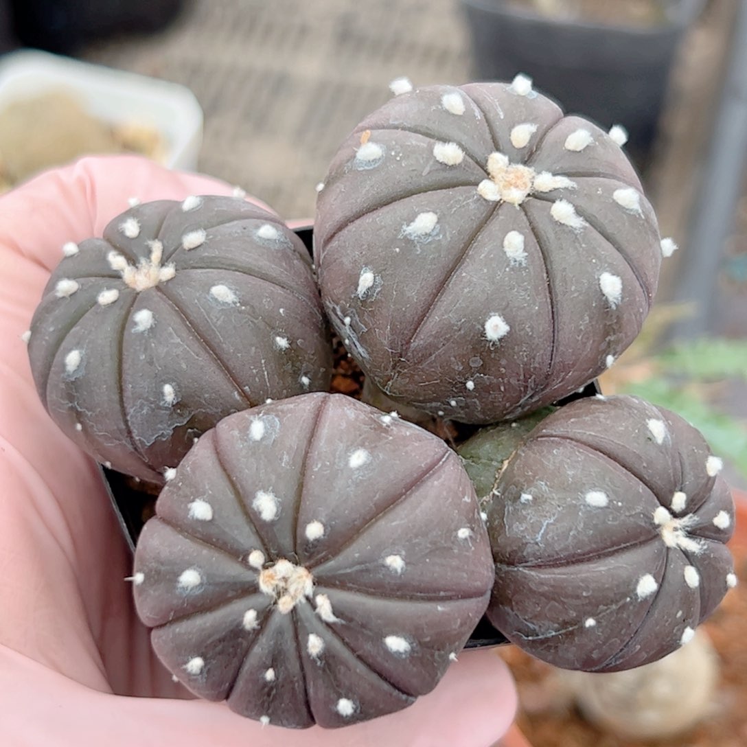 实生多头兜仙人球