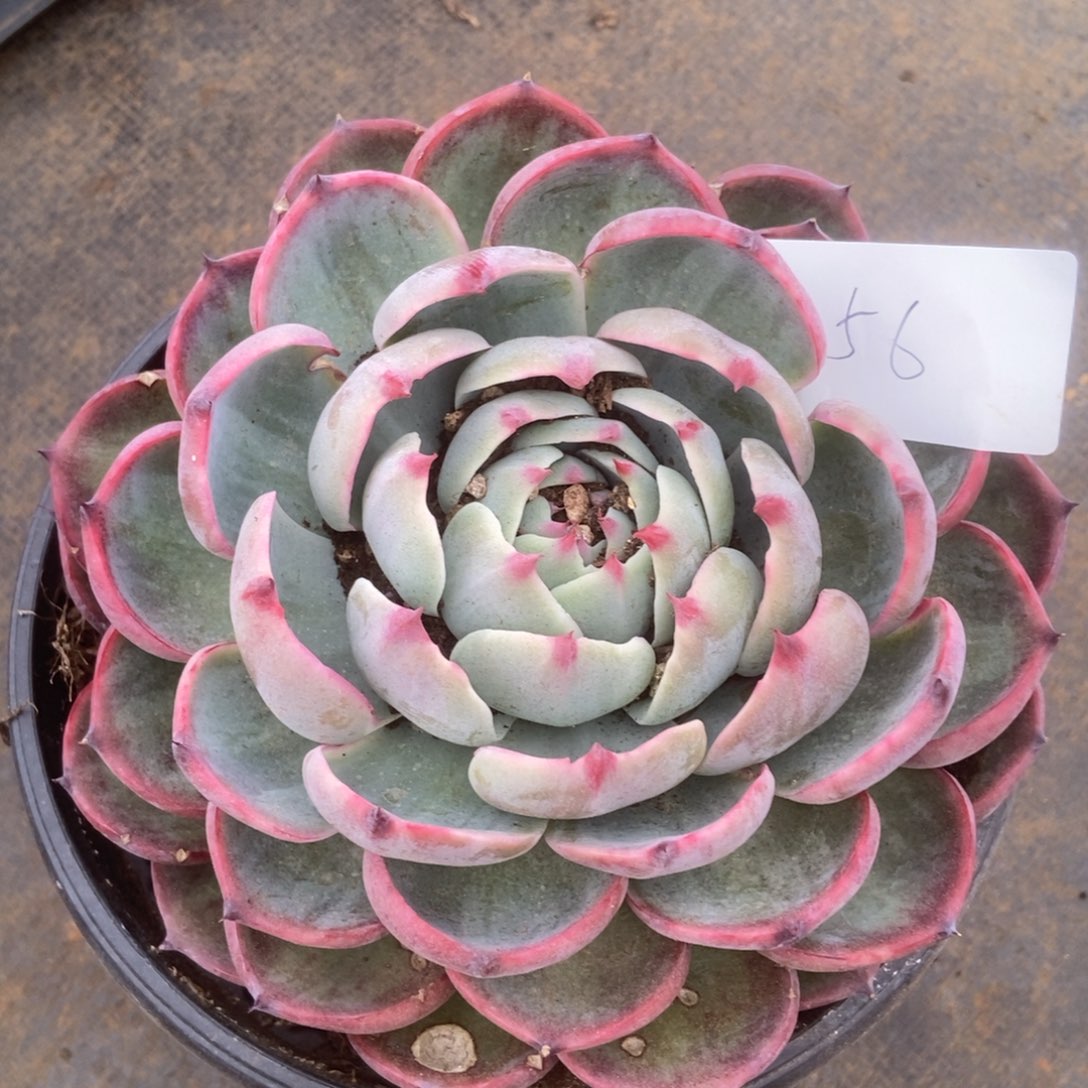 56 多肉多肉多肉多肉