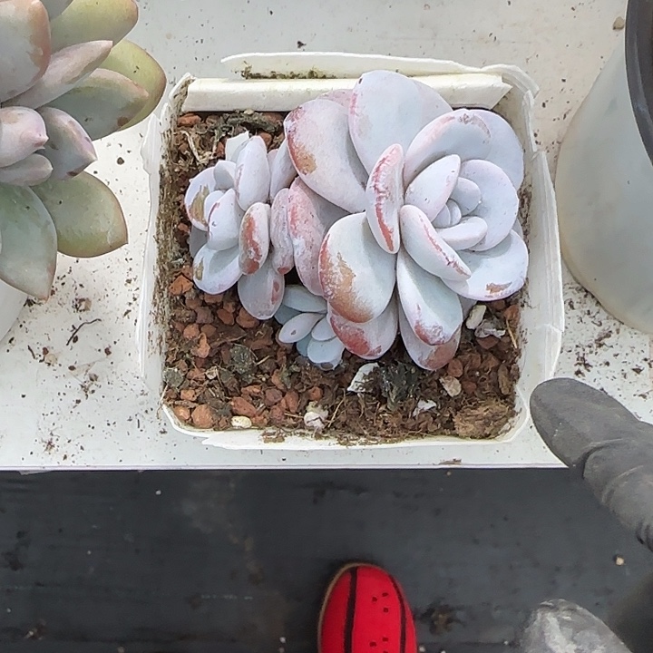 青蛙王子儿童牙膏11