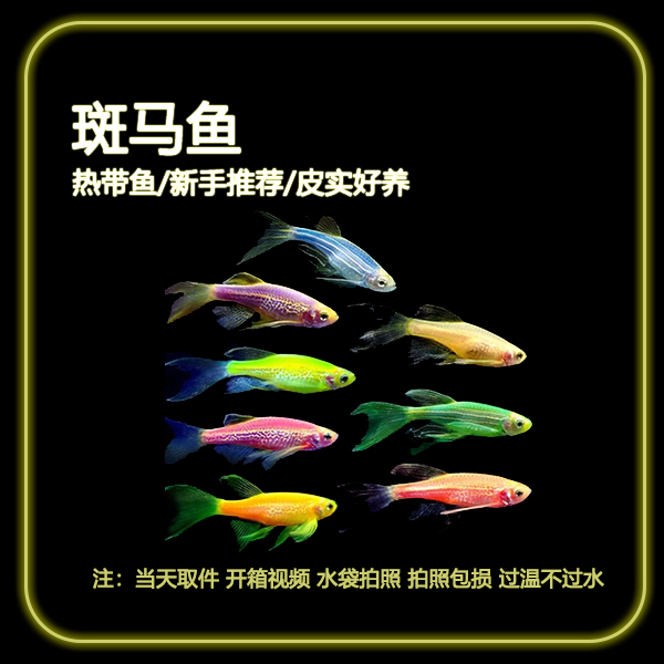 【蝶翼斑马】小型观赏鱼群游鱼热带鱼 新手耐养不挑食