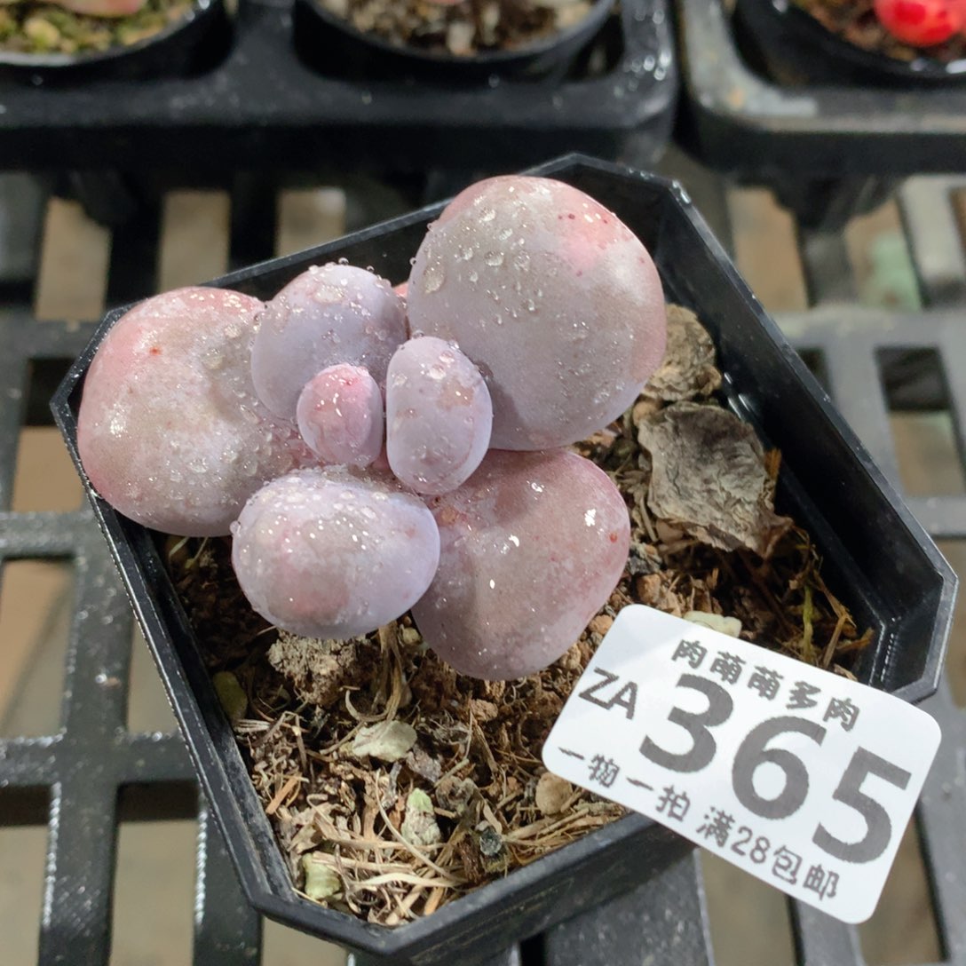 肉萌萌拇指盆精控多肉ZA365