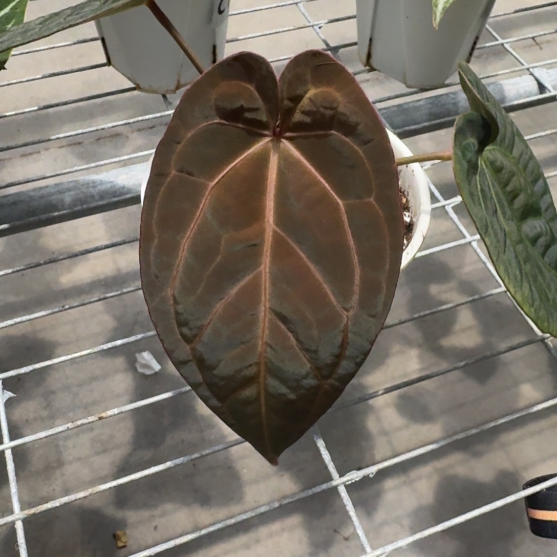 不开花植物1752 黑桃杂