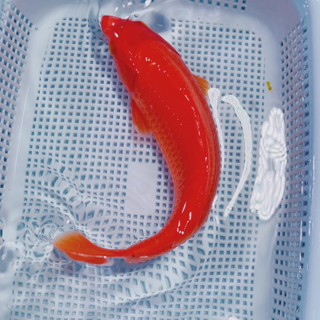 海水鱼锦鲤冷水148