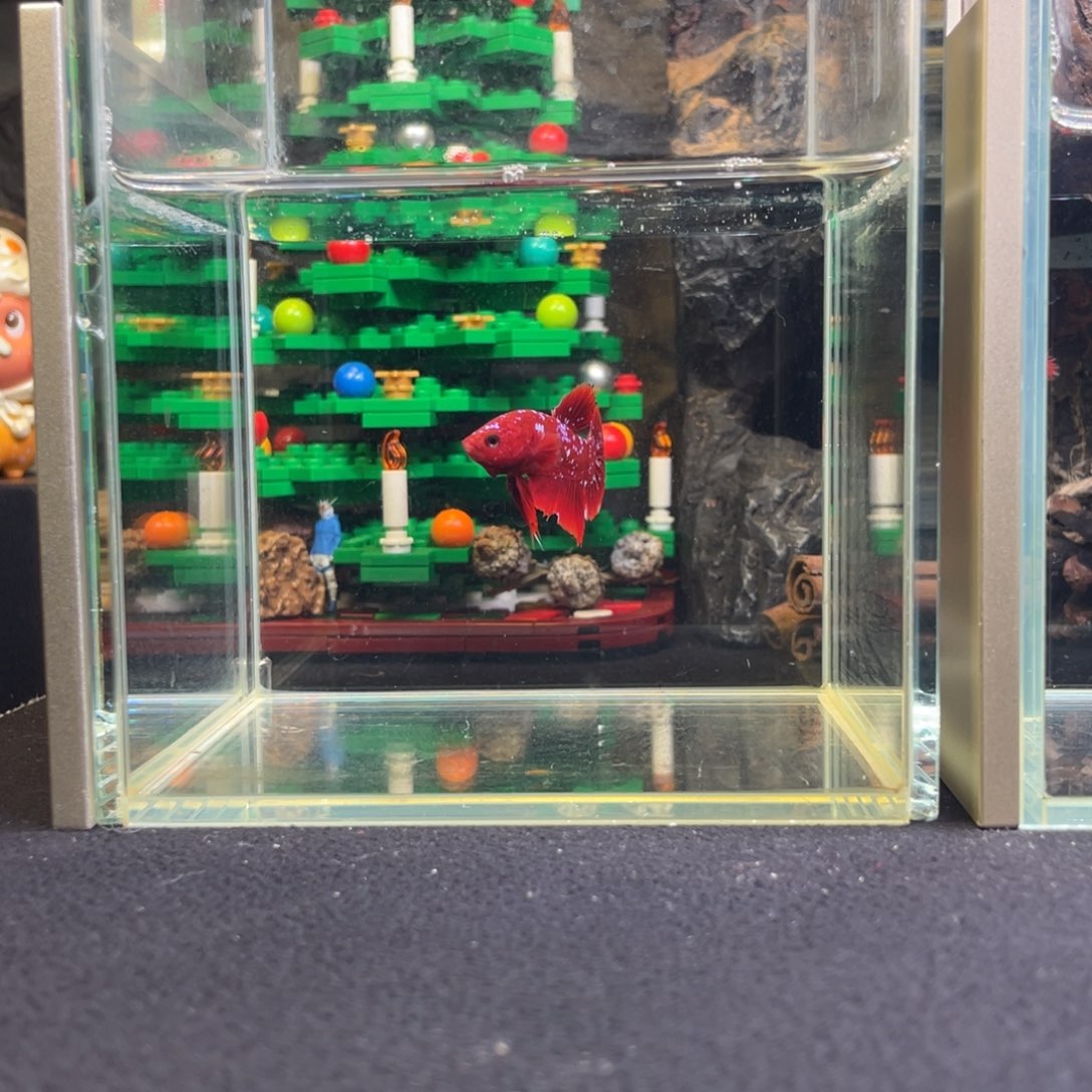 斗鱼十二月十九日竞价