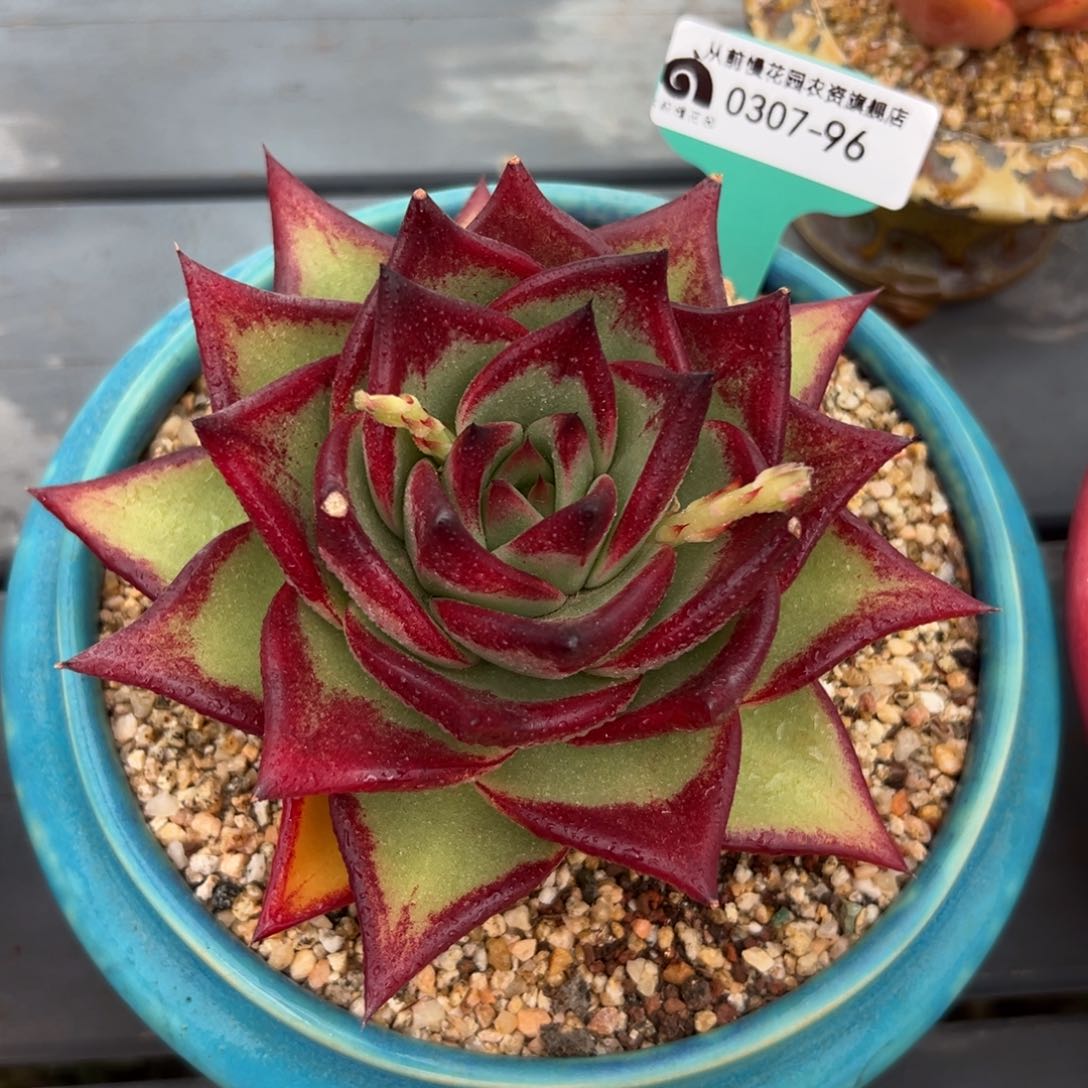 多肉一物一拍0307-96