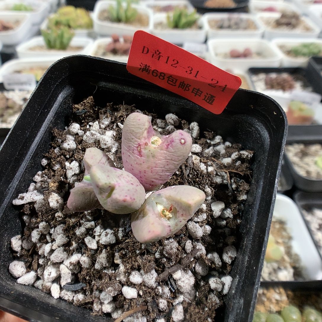 12-31-24    跨年斑马蹄