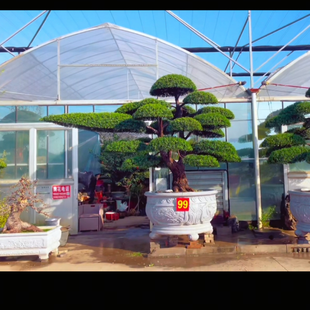 罗汉松造型树盆栽地栽盆景盆栽别墅花园庭院 一物一拍