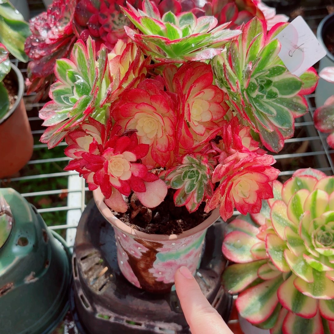 一物一拍多肉法师05