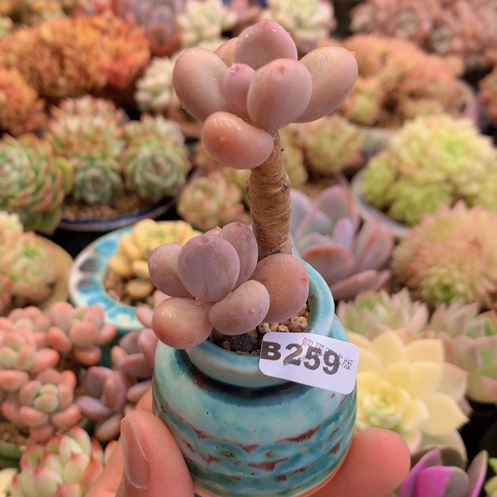 一物一拍含盆土满38包邮B259