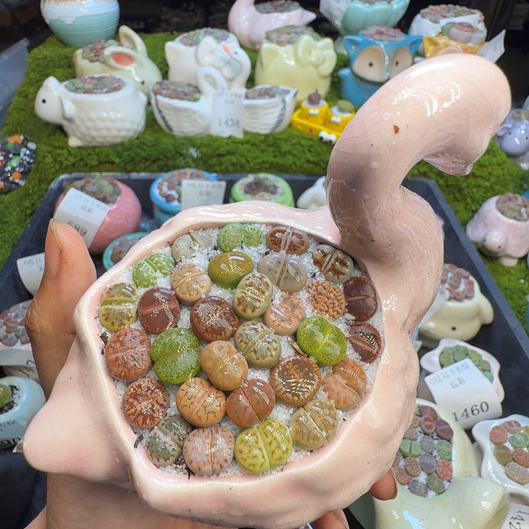 慧***醒多肉植物福利冲599