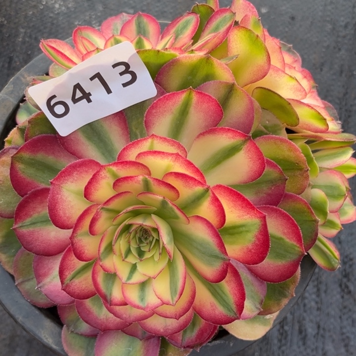 荔枝特价多肉发货