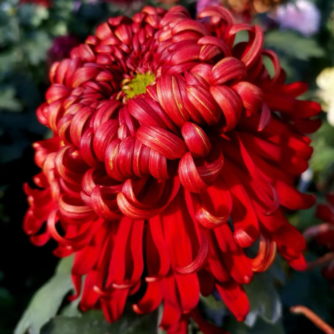 山海新娘【带花苞】中花型菊花