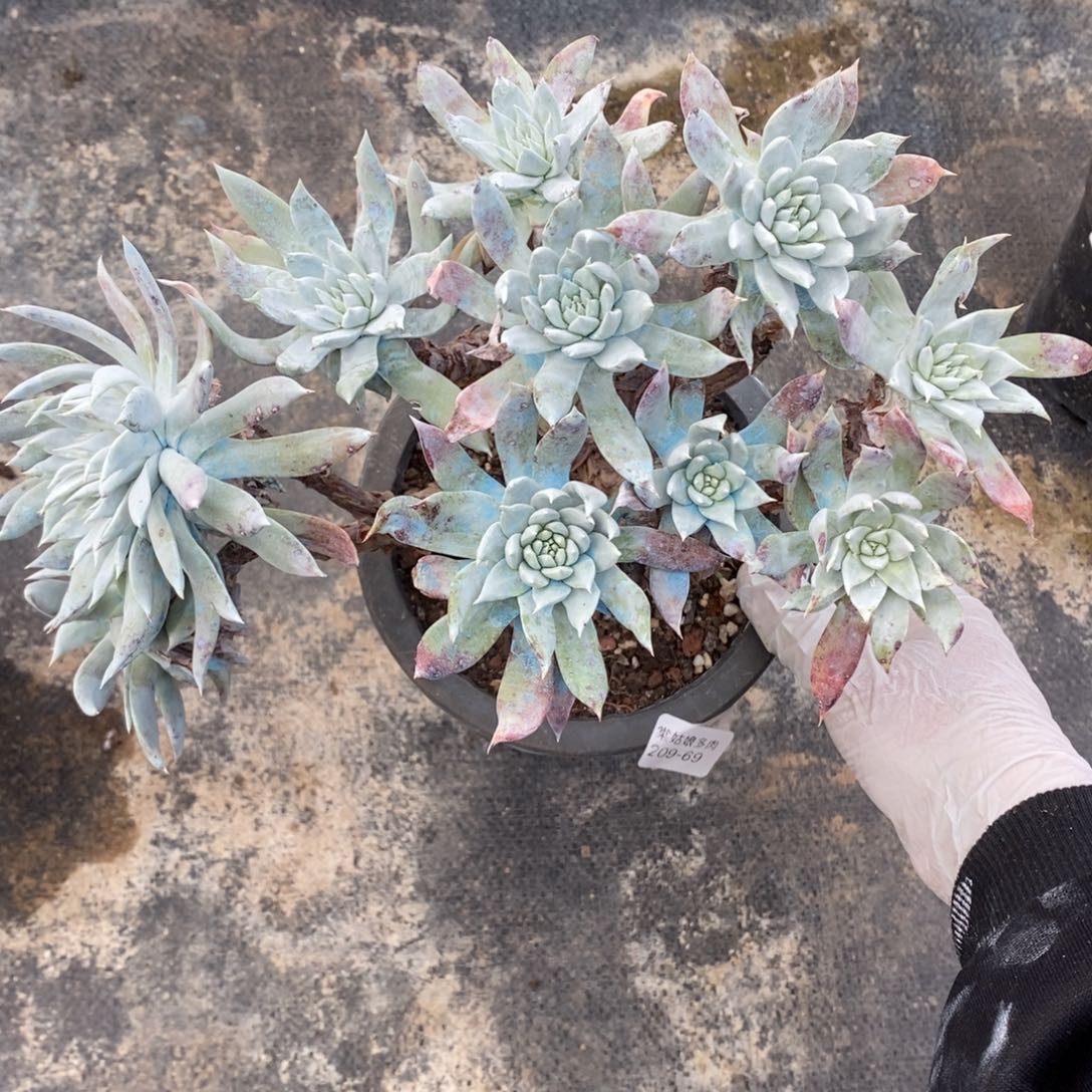 69号苹果叶瑕疵瑕疵