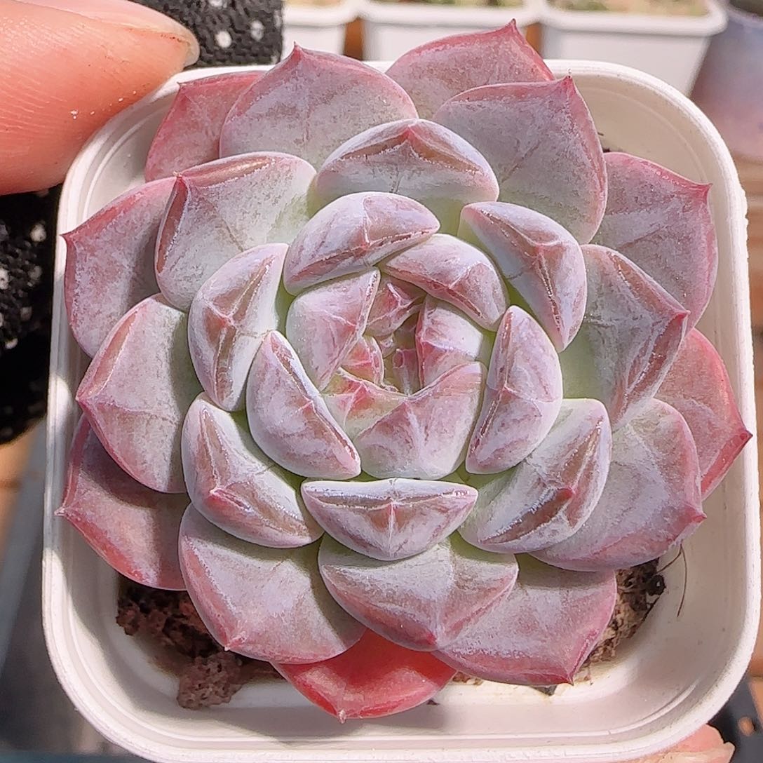 多肉1031--235福利