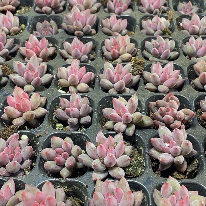 小虞美人1.99带土发过