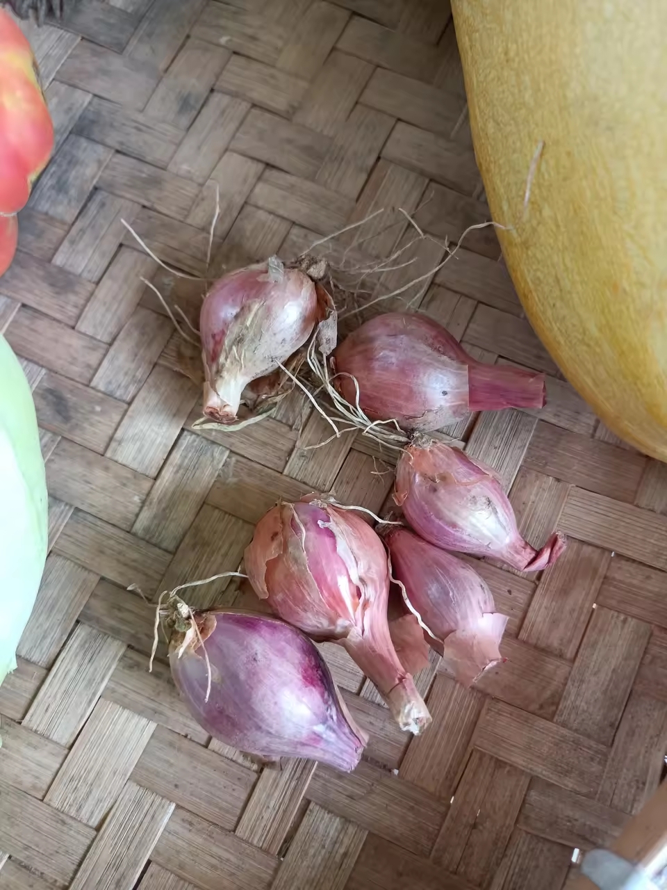 没农药老品种小葱头