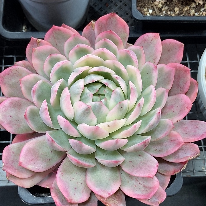 韩水晶锦多肉植物