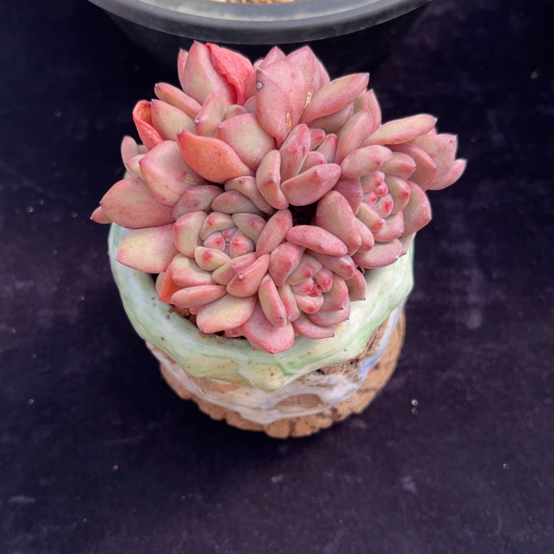 新年快乐 新年快乐